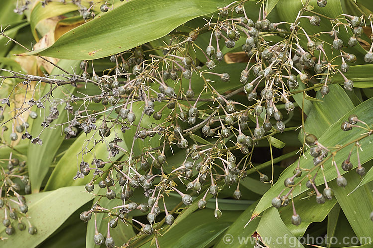 The seed capsules of Renga. Renga. Lily or Rock Lily (<i>Arthropodium cirratum [syn. Arthropodium cirrhatum]), a strappy-leafed evergreen perennial native to New Zealand It develops into a 40-60cm high foliage clump with sprays of small white flowers in spring to early summer. arthropodium-2365htm'>Arthropodium.