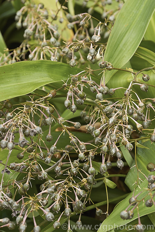 The seed capsules of Renga. Renga. Lily or Rock Lily (<i>Arthropodium cirratum [syn. Arthropodium cirrhatum]), a strappy-leafed evergreen perennial native to New Zealand It develops into a 40-60cm high foliage clump with sprays of small white flowers in spring to early summer. arthropodium-2365htm'>Arthropodium.