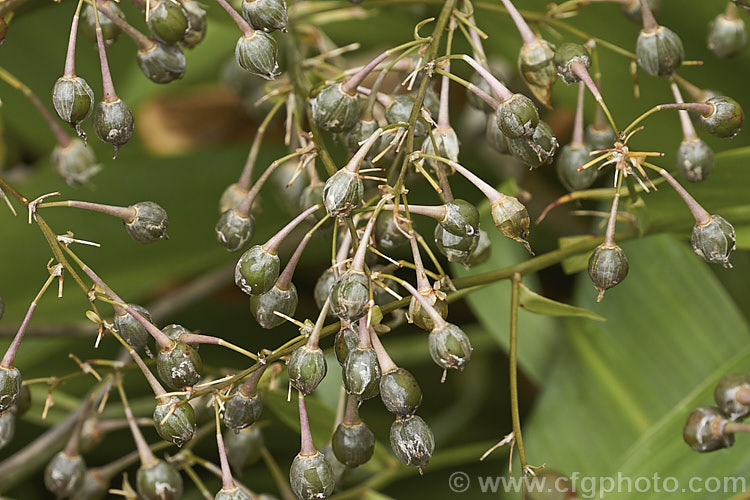 The seed capsules of Renga. Renga. Lily or Rock Lily (<i>Arthropodium cirratum [syn. Arthropodium cirrhatum]), a strappy-leafed evergreen perennial native to New Zealand It develops into a 40 x 60cm high foliage clump with sprays of small white flowers in spring to early summer. arthropodium-2365htm'>Arthropodium.