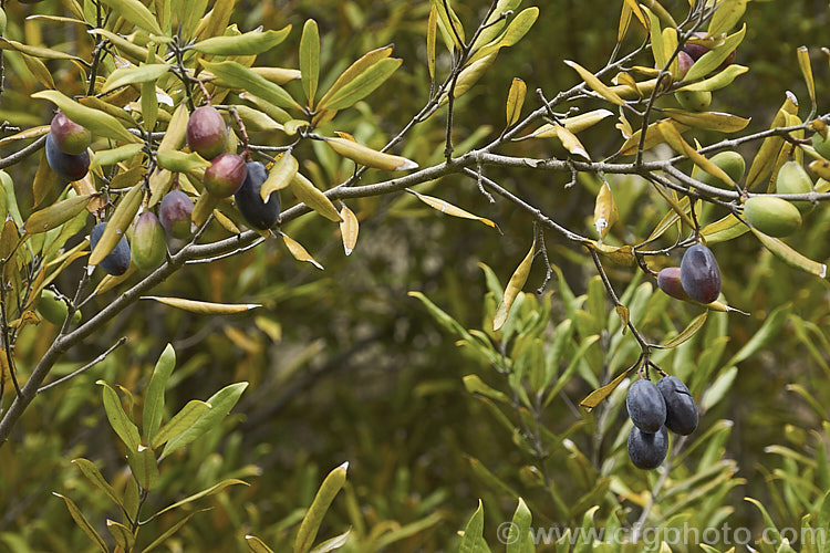 Tawa (<i>Beilschmiedia tawa</i>), an evergreen tree, up to 24m tall, found throughout the North Island of New Zealand and in the far north of the South Island It has minute green flowers that are easily overlooked but they are followed by conspicuous olive-like fruits. Order: Laurales, Family: Lauraceae