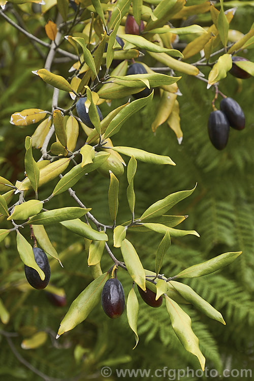 Tawa (<i>Beilschmiedia tawa</i>), an evergreen tree, up to 24m tall, found throughout the North Island of New Zealand and in the far north of the South Island It has minute green flowers that are easily overlooked but they are followed by conspicuous olive-like fruits. Order: Laurales, Family: Lauraceae