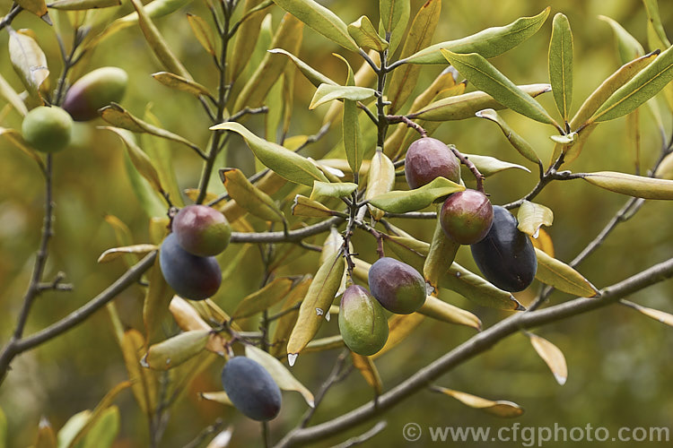 Tawa (<i>Beilschmiedia tawa</i>), an evergreen tree, up to 24m tall, found throughout the North Island of New Zealand and in the far north of the South Island It has minute green flowers that are easily overlooked but they are followed by conspicuous olive-like fruits. Order: Laurales, Family: Lauraceae