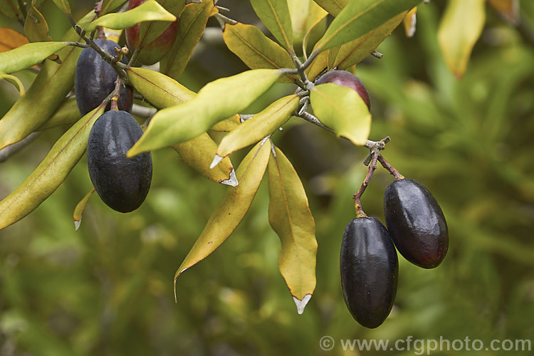 Tawa (<i>Beilschmiedia tawa</i>), an evergreen tree, up to 24m tall, found throughout the North Island of New Zealand and in the far north of the South Island It has minute green flowers that are easily overlooked but they are followed by conspicuous olive-like fruits. Order: Laurales, Family: Lauraceae