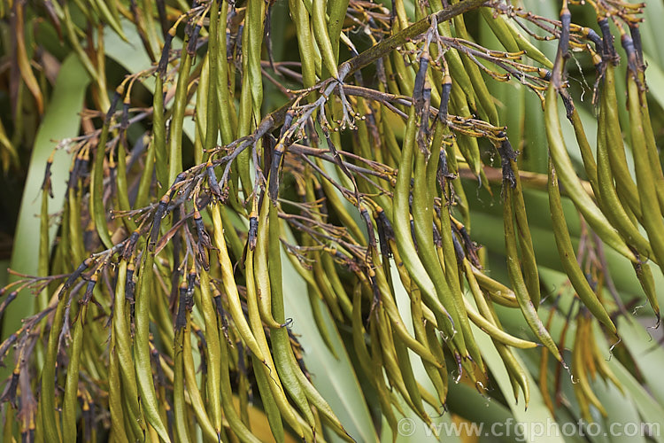 The seedpods of the Mountain Flax (<i>Phormium colensoi [syn. Phormium cookianum]), an evergreen perennial with long sword-shaped leaves. A native of New Zealand, it is easily confused with the very similar but generally considerably larger. Phormium tenax. Also, Phormium colensoi has greenish yellow flowers and twisted seed pods, as opposed to the reddish flower and smooth seed pods of Phormium tenax. Order: Asparagales, Family: Asphodelaceae