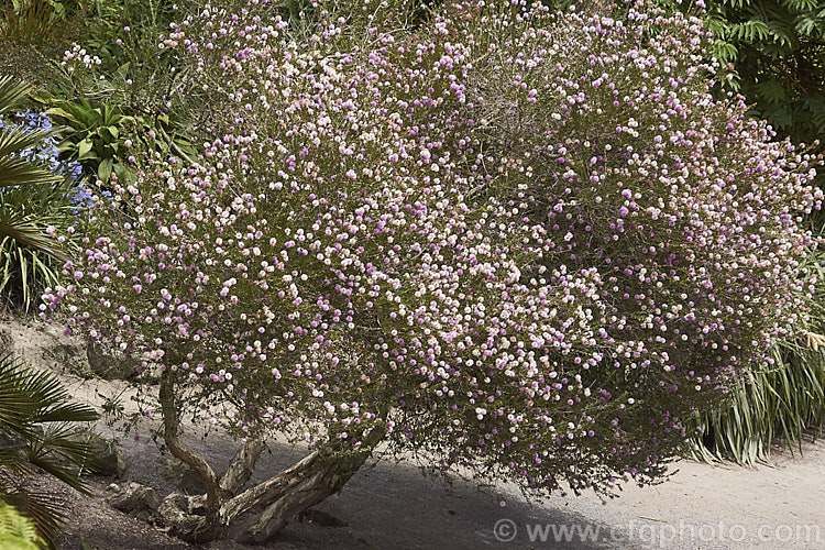 Western Tea Myrtle or Pink Melaleuca (<i>Melaleuca nesophila</i>), a 3m tall shrub from Western Australia. The leaves are quite large for a melaleuca and the flowers fade from purple to cream with age. melaleuca-2126htm'>Melaleuca. .