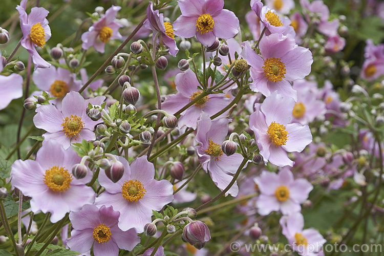 Japanese Anemone (<i>Anemone scabiosa [syns. Anemone hupehensis var. japonica, Anemone x hybrida, Anemone japonica]), an autumn-flowering perennial native to Japan and China. Order: Ranunculales, Family: Ranunculaceae