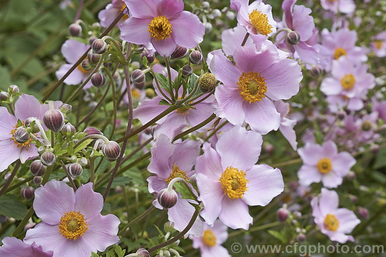 Japanese Anemone (<i>Anemone scabiosa [syns. Anemone hupehensis var. japonica, Anemone x hybrida, Anemone japonica]), an autumn-flowering perennial native to Japan and China. Order: Ranunculales, Family: Ranunculaceae