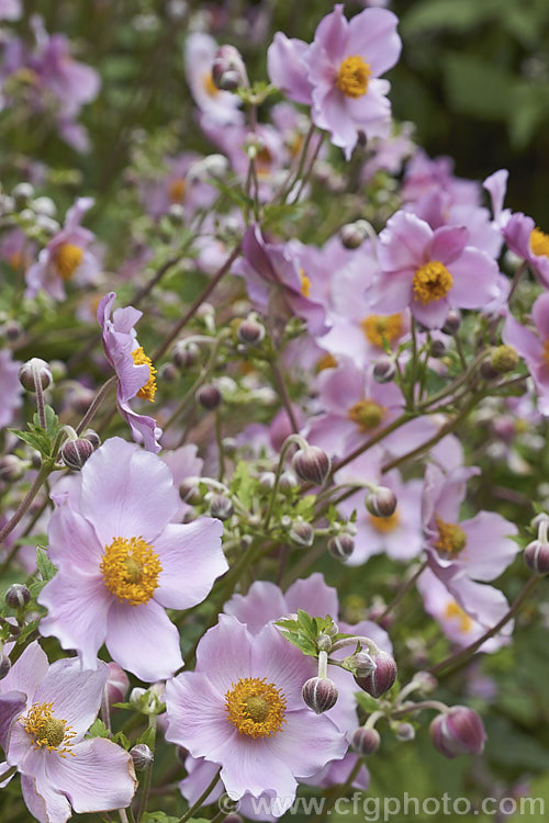 Japanese Anemone (<i>Anemone scabiosa [syns. Anemone hupehensis var. japonica, Anemone x hybrida, Anemone japonica]), an autumn-flowering perennial native to Japan and China. Order: Ranunculales, Family: Ranunculaceae