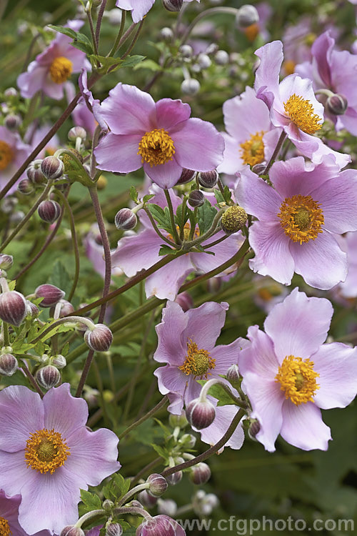 Japanese Anemone (<i>Anemone scabiosa [syns. Anemone hupehensis var. japonica, Anemone x hybrida, Anemone japonica]), an autumn-flowering perennial native to Japan and China. Order: Ranunculales, Family: Ranunculaceae