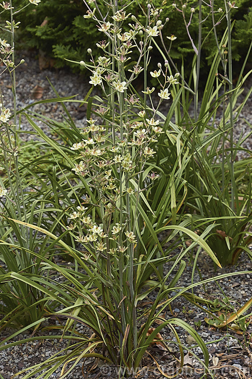 Mountain Deathcamas, Elegant Camas or Alkali. Grass (<i>Anticlea elegans [syn. Zigadenus elegans]), a summer-flowering bulb that is widely distributed in North America, except for the southeastern United States, at elevations from sea level to 3600m. It has narrow, strappy leaves and flower stems up to 60cm tall All parts of the plant are highly toxic. anticlea-2343htm'>Anticlea. <a href='melanthiaceae-plant-family-photoshtml'>Melanthiaceae</a>.