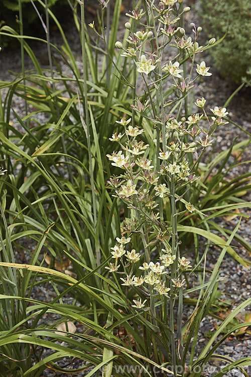 Mountain Deathcamas, Elegant Camas or Alkali. Grass (<i>Anticlea elegans [syn. Zigadenus elegans]), a summer-flowering bulb that is widely distributed in North America, except for the southeastern United States, at elevations from sea level to 3600m. It has narrow, strappy leaves and flower stems up to 60cm tall All parts of the plant are highly toxic. anticlea-2343htm'>Anticlea. <a href='melanthiaceae-plant-family-photoshtml'>Melanthiaceae</a>.