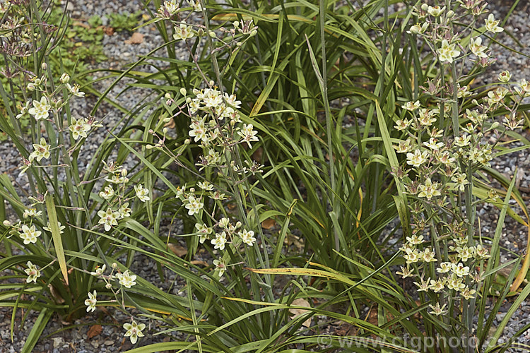 Mountain Deathcamas, Elegant Camas or Alkali. Grass (<i>Anticlea elegans [syn. Zigadenus elegans]), a summer-flowering bulb that is widely distributed in North America, except for the southeastern United States, at elevations from sea level to 3600m. It has narrow, strappy leaves and flower stems up to 60cm tall All parts of the plant are highly toxic. anticlea-2343htm'>Anticlea. <a href='melanthiaceae-plant-family-photoshtml'>Melanthiaceae</a>.