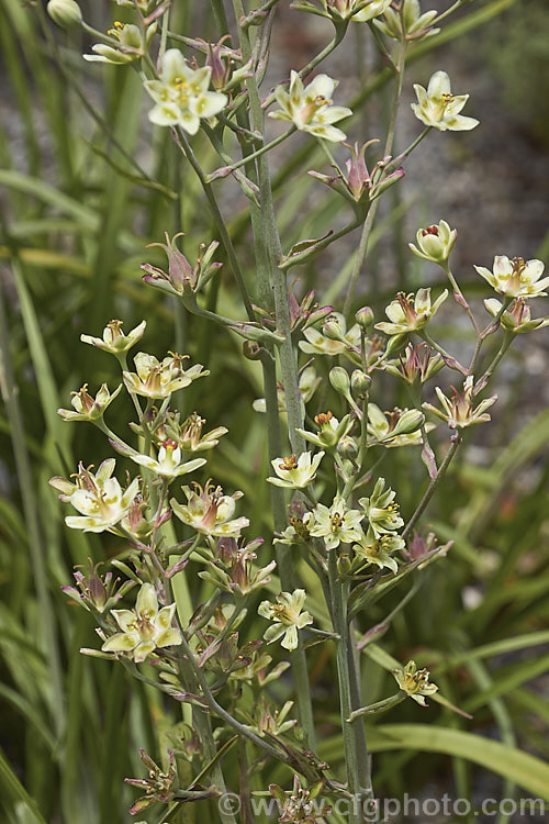 Mountain Deathcamas, Elegant Camas or Alkali. Grass (<i>Anticlea elegans [syn. Zigadenus elegans]), a summer-flowering bulb that is widely distributed in North America, except for the southeastern United States, at elevations from sea level to 3600m. It has narrow, strappy leaves and flower stems up to 60cm tall All parts of the plant are highly toxic . anticlea-2343htm'>Anticlea. <a href='melanthiaceae-plant-family-photoshtml'>Melanthiaceae</a>.