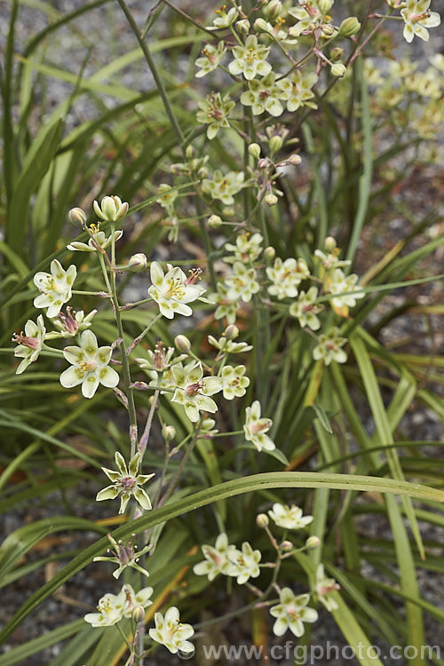 Mountain Deathcamas, Elegant Camas or Alkali. Grass (<i>Anticlea elegans [syn. Zigadenus elegans]), a summer-flowering bulb that is widely distributed in North America, except for the southeastern United States, at elevations from sea level to 3600m. It has narrow, strappy leaves and flower stems up to 60cm tall All parts of the plant are highly toxic. anticlea-2343htm'>Anticlea. <a href='melanthiaceae-plant-family-photoshtml'>Melanthiaceae</a>.