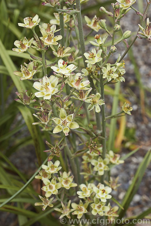 Mountain Deathcamas, Elegant Camas or Alkali. Grass (<i>Anticlea elegans [syn. Zigadenus elegans]), a summer-flowering bulb that is widely distributed in North America, except for the southeastern United States, at elevations from sea level to 3600m. It has narrow, strappy leaves and flower stems up to 60cm tall All parts of the plant are highly toxic. anticlea-2343htm'>Anticlea. <a href='melanthiaceae-plant-family-photoshtml'>Melanthiaceae</a>.