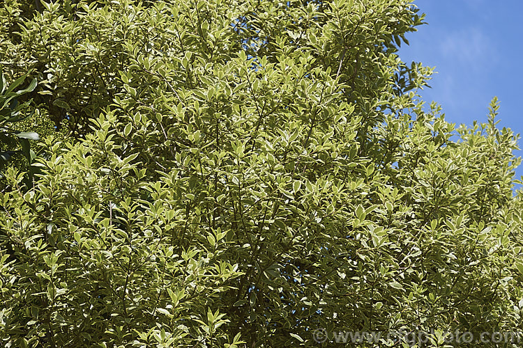 Pittosporum 'Variegatum', a 4-5m tall cultivar with cream-edged foliage. Although often listed as a P tenuifolium cultivar, its origins are not confirmed and it is best regarded as a possible hybrid 'Variegatum' can be confused with P tenuifolium 'Garnettii' but 'Garnettii' is distinguished by its very dark blackish-brown twigs, which mark it as a true P tenuifolium cultivar, whereas 'Variegatum' has pale greenish brown twigs and is though to possibly be a hybrid Both 'Garnettii' and 'Variegatum' often develop pink tones in winter, but 'Garnettii' is usually brighter. Order: Apiales, Family: Pittosporaceae