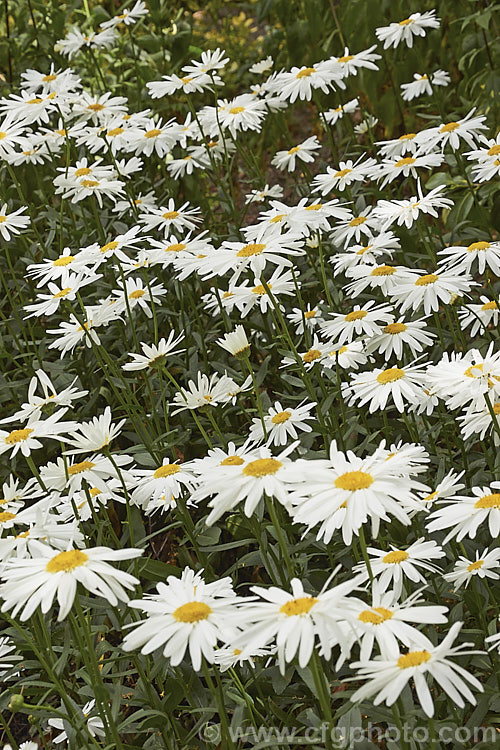 Shasta. Daisy (<i>Leucanthemum x superbum [syn. Chrysanthemum x superbum]), hybrids between Leucanthemum maximum and Leucanthemum lacustre, the Shasta daisies are available in a variety of sizes, forms and colours. This is the basic mid-height, single-flowered form. leucanthemum-2050htm'>Leucanthemum.