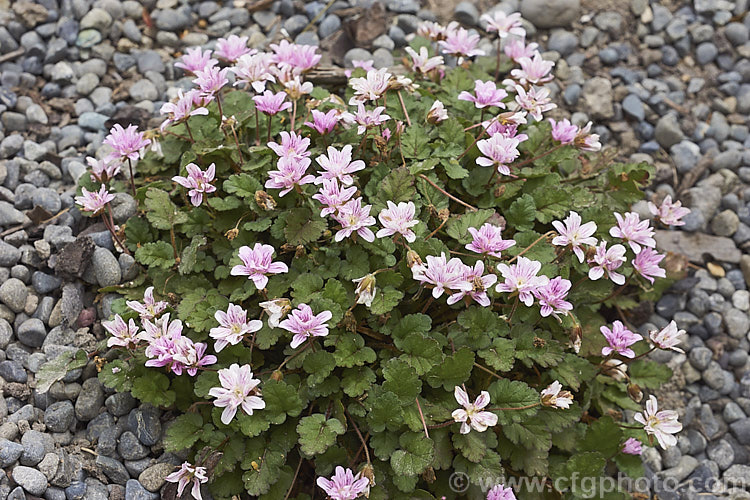 Erodium x variabile 'Flore Pleno', a double-flowered form that is one of several cultivars of a hybrid between Erodium corsicum and Erodium reichardii that occurs naturally where the two species' range overlaps on Corsica. It is a low, spreading plant that flowers in summer.