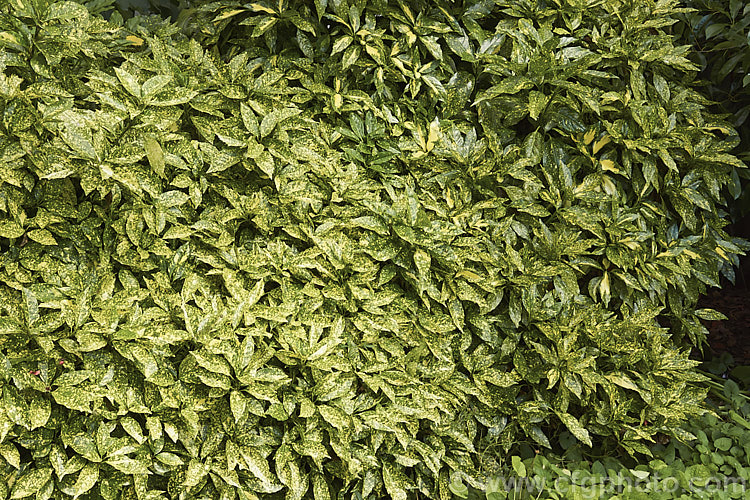 Two cultivars of Aucuba japonica. On the left is 'Crotonoides' and to the right and partly obscured is 'Picturata'. Both of these cultivars are female and will bear red fruits in winter. aucuba-2280htm'>Aucuba. <a href='garryaceae-plant-family-photoshtml'>Garryaceae</a>.