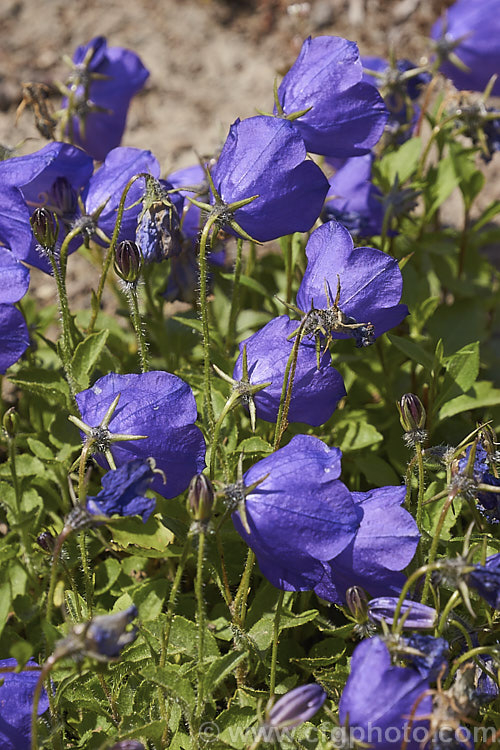 Campanula x pulloides 'G. F. Wilson', a low, spreading, garden-raised hybrid bellflower (<i>Campanula carpatica var. turbinata x Campanula pulla</i>) with relatively large purple-blue flowers. The flowers of 'G. F. Wilson' are closer to a true blue than most forms. Order: Asterales, Family: Campanulaceae