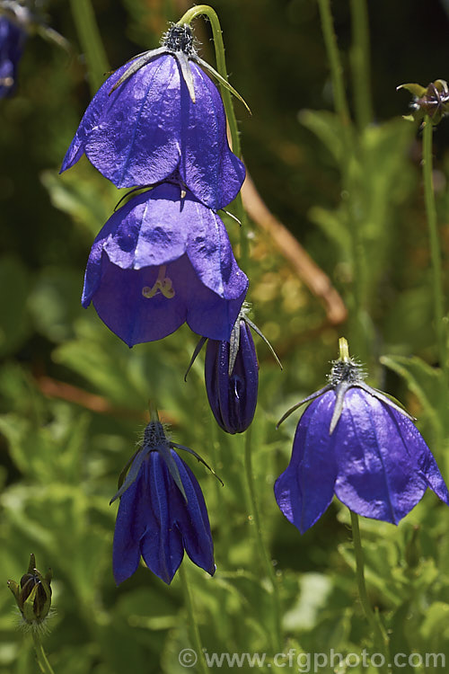 Campanula x pulloides 'G. F. Wilson', a low, spreading, garden-raised hybrid bellflower (<i>Campanula carpatica var. turbinata x Campanula pulla</i>) with relatively large purple-blue flowers. The flowers of 'G. F. Wilson' are closer to a true blue than most forms. Order: Asterales, Family: Campanulaceae