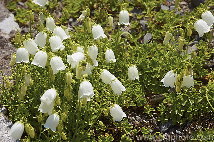 White Fairy Thimbles (<i>Campanula cochleariifolia [syn. Campanula pusilla] 'Alba'), a white-flowered form of a tuft-forming, creeping, summer-flowering European perennial. Order: Asterales, Family: Campanulaceae