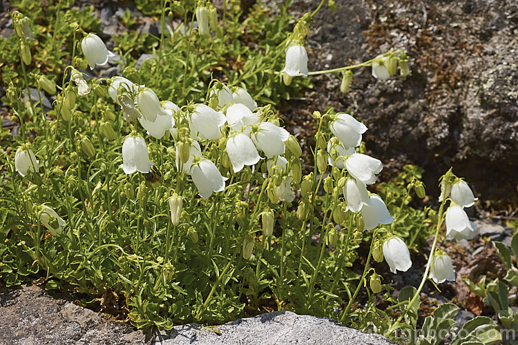 White Fairy Thimbles (<i>Campanula cochleariifolia [syn. Campanula pusilla] 'Alba'), a white-flowered form of a tuft-forming, creeping, summer-flowering European perennial. Order: Asterales, Family: Campanulaceae