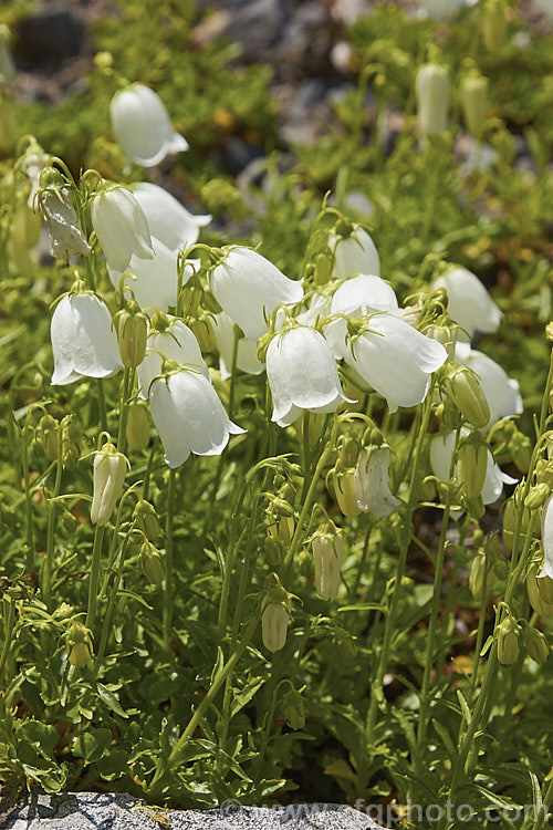 White Fairy Thimbles (<i>Campanula cochleariifolia [syn. Campanula pusilla] 'Alba'), a white-flowered form of a tuft-forming, creeping, summer-flowering European perennial. Order: Asterales, Family: Campanulaceae