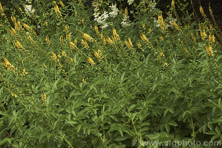 Common Agrimony (<i>Agrimonia eupatoria</i>), native to Europe, western Asia and north. Africa, this rhizomatous species makes quite a large foliage clump. The leaflets are white-haired on the undersides. The flowers appear in late spring to early summer. agrimonia-2268htm'>Agrimonia.