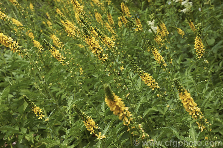 Common Agrimony (<i>Agrimonia eupatoria</i>), native to Europe, western Asia and north. Africa, this rhizomatous species makes quite a large foliage clump. The leaflets are white-haired on the undersides. The flowers appear in late spring to early summer. agrimonia-2268htm'>Agrimonia.