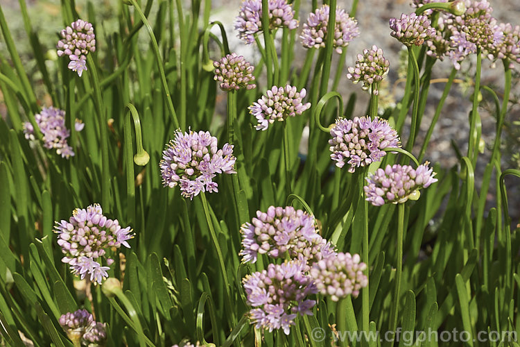 Mouse. Garlic (<i>Allium angulosum</i>), a bulbous herb native to Eurasia as far eastwards as Siberia. It has relatively thick strappy leaves and white to pale purple flowers on stocky stems, opening in late summer. allium-2045htm'>Allium.