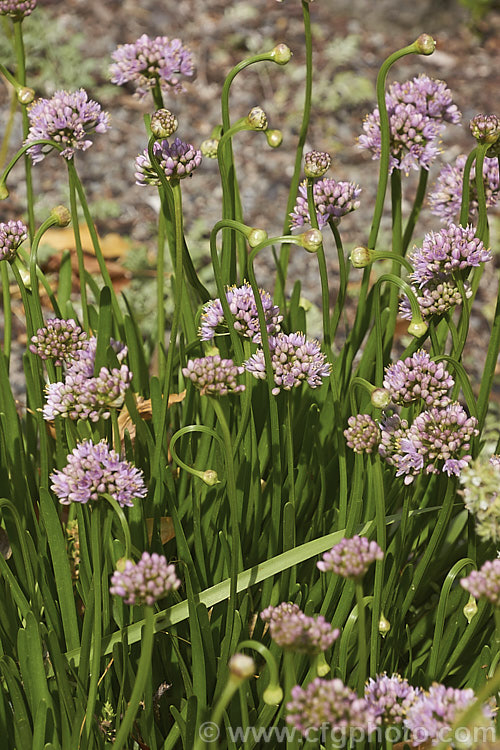 Mouse. Garlic (<i>Allium angulosum</i>), a bulbous herb native to Eurasia as far eastwards as Siberia. It has relatively thick strappy leaves and white to pale purple flowers on stocky stems, opening in late summer. allium-2045htm'>Allium.