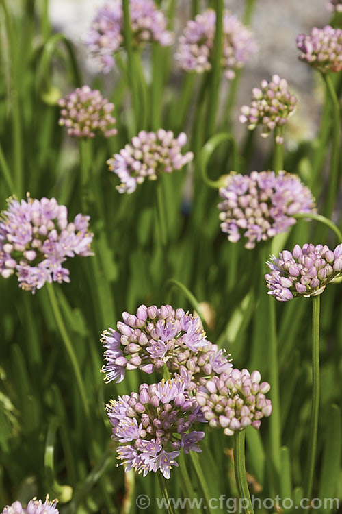 Mouse. Garlic (<i>Allium angulosum</i>), a bulbous herb native to Eurasia as far eastwards as Siberia. It has relatively thick strappy leaves and white to pale purple flowers on stocky stems, opening in late summer. allium-2045htm'>Allium.