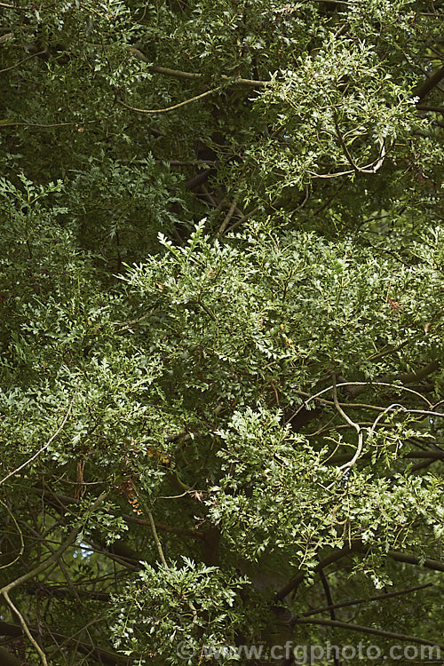 The summer foliage of the Celery Pine or Tanekaha (<i>Phyllocladus trichomanoides</i>), an evergreen coniferous tree native to New Zealand It grows to 20m tall and has leaf-like stems known as phylloclades. The microstrobili are reddish and the fruit is a berry-like cone with a creamy white aril surrounding a single seed. Order: Araucariales, Family: Podocarpaceae