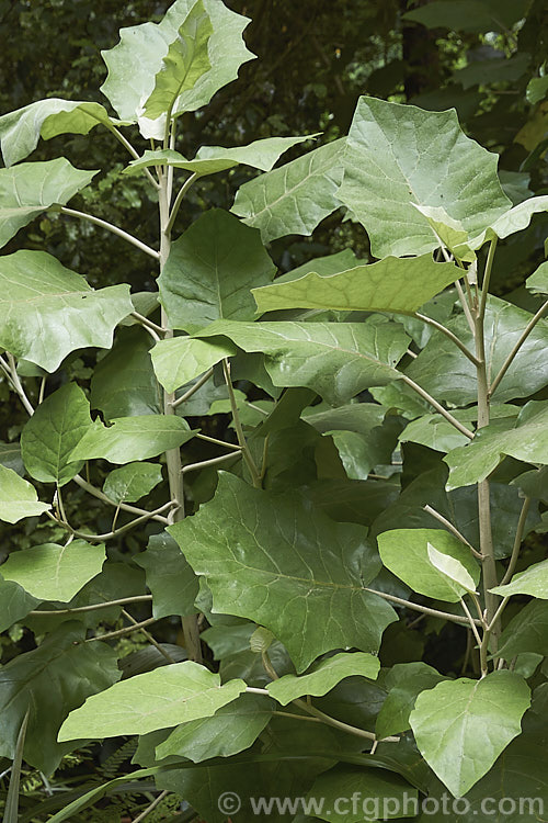 Rangiora (<i>Brachyglottis repanda</i>), a large-leaved, 25-6m tall, spring-flowering, evergreen shrub or small tree native to New Zealand. The stems and the back of the leaves, which can be up to 35cm long x 20cm wide, are covered with a fine greyish-white indumentum. Rangiora bears tiny, cream, daisy-like flowers that are massed in panicles. brachyglottis-2162htm'>Brachyglottis.