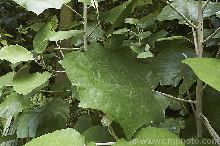 Rangiora (<i>Brachyglottis repanda</i>), a large-leaved, 25 x 6m tall, spring-flowering, evergreen shrub or small tree native to New Zealand. The stems and the back of the leaves, which can be up to 35cm long x 20cm wide, are covered with a fine greyish-white indumentum. Rangiora bears tiny, cream, daisy-like flowers that are massed in panicles. brachyglottis-2162htm'>Brachyglottis.