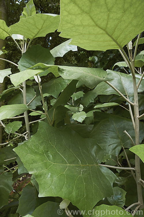 Rangiora (<i>Brachyglottis repanda</i>), a large-leaved, 25 x 6m tall, spring-flowering, evergreen shrub or small tree native to New Zealand. The stems and the back of the leaves, which can be up to 35cm long x 20cm wide, are covered with a fine greyish-white indumentum. Rangiora bears tiny, cream, daisy-like flowers that are massed in panicles. brachyglottis-2162htm'>Brachyglottis.