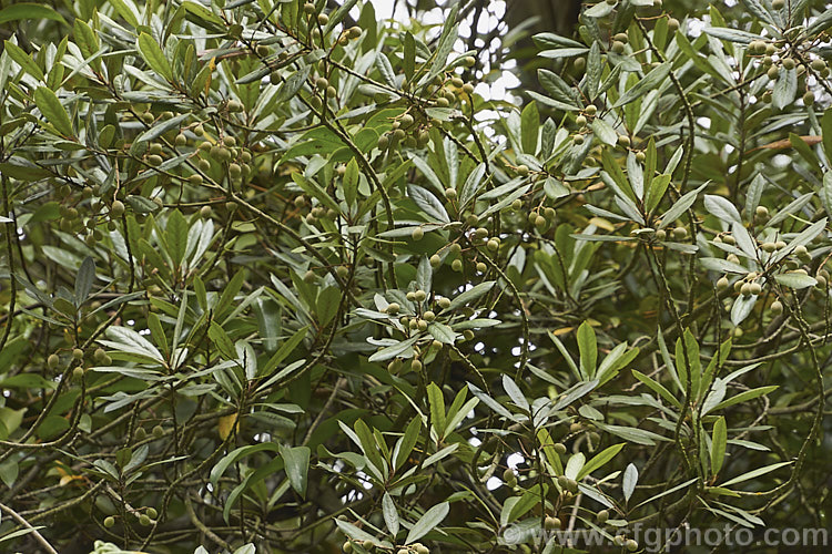 Tawa (<i>Beilschmiedia tawa</i>), an evergreen tree, up to 24m tall, found throughout the North Island of New Zealand and in the far north of the South Island It has minute green flowers that are easily overlooked but they are followed by conspicuous olive-like fruits. Order: Laurales, Family: Lauraceae