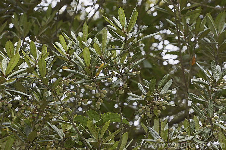 Tawa (<i>Beilschmiedia tawa</i>), an evergreen tree, up to 24m tall, found throughout the North Island of New Zealand and in the far north of the South Island It has minute green flowers that are easily overlooked but they are followed by conspicuous olive-like fruits. Order: Laurales, Family: Lauraceae