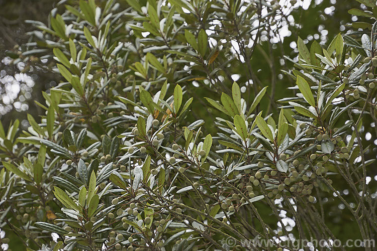 Tawa (<i>Beilschmiedia tawa</i>), an evergreen tree, up to 24m tall, found throughout the North Island of New Zealand and in the far north of the South Island It has minute green flowers that are easily overlooked but they are followed by conspicuous olive-like fruits. Order: Laurales, Family: Lauraceae