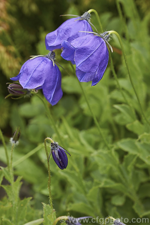 Campanula x pulloides 'G. F. Wilson', a low, spreading, garden-raised hybrid bellflower (<i>Campanula carpatica var. turbinata x Campanula pulla</i>) with relatively large purple-blue flowers. The flowers of 'G. F. Wilson' are closer to a true blue than most forms. Order: Asterales, Family: Campanulaceae