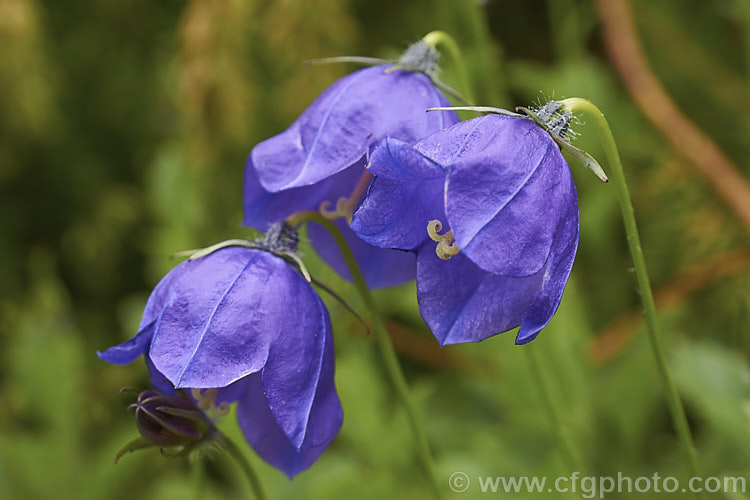 Campanula x pulloides 'G. F. Wilson', a low, spreading, garden-raised hybrid bellflower (<i>Campanula carpatica var. turbinata x Campanula pulla</i>) with relatively large purple-blue flowers. The flowers of 'G. F. Wilson' are closer to a true blue than most forms. Order: Asterales, Family: Campanulaceae