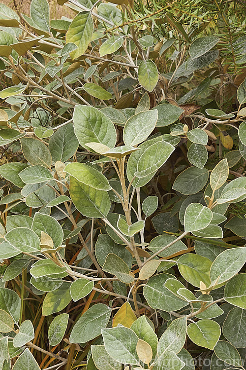 Mutton. Bird. Scrub (<i>Brachyglottis rotundifolia [syn. Senecio reinoldii]), an evergreen, summer-flowering shrub to small tree native to southern New Zealand It can grow to over 5m tall but is usually considerably smaller in the wild, especially in exposed coastal places where constant breeze keep in down to a dense hummock. The small white and yellow flowerheads are not especially showy. brachyglottis-2162htm'>Brachyglottis.