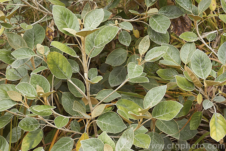 Mutton. Bird. Scrub (<i>Brachyglottis rotundifolia [syn. Senecio reinoldii]), an evergreen, summer-flowering shrub to small tree native to southern New Zealand It can grow to over 5m tall but is usually considerably smaller in the wild, especially in exposed coastal places where constant breeze keep in down to a dense hummock. The small white and yellow flowerheads are not especially showy. brachyglottis-2162htm'>Brachyglottis.