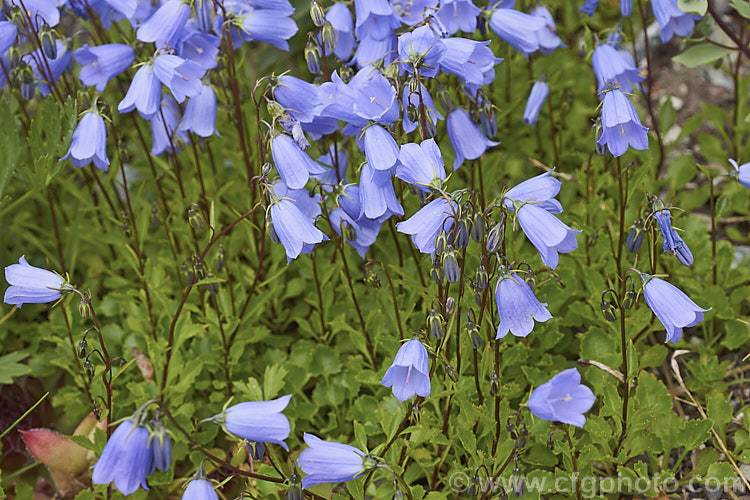 Fairy Thimbles (<i>Campanula cochleariifolia [syn. Campanula pusilla]), a tuft-forming, creeping, summer-flowering European perennial often grown in rockeries. Order: Asterales, Family: Campanulaceae