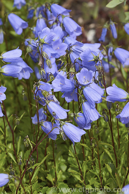 Fairy Thimbles (<i>Campanula cochleariifolia [syn. Campanula pusilla]), a tuft-forming, creeping, summer-flowering European perennial often grown in rockeries. Order: Asterales, Family: Campanulaceae