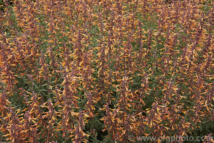 <i>Agastache aurantiaca</i> 'Apricot Sprite', a brightly coloured, very heavy-flowering cultivar of Orange Hummingbird Mint, a long-flowering shrubby perennial native to the southwestern United States and northern Mexico. It grows to around 80cm high and wide. Order: Lamiales, Family: Lamiaceae