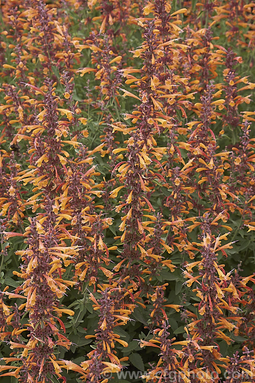 <i>Agastache aurantiaca</i> 'Apricot Sprite', a brightly coloured, very heavy-flowering cultivar of Orange Hummingbird Mint, a long-flowering shrubby perennial native to the southwestern United States and northern Mexico. It grows to around 80cm high and wide. Order: Lamiales, Family: Lamiaceae