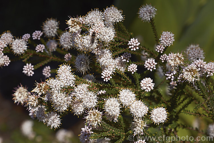 <i>Agathosma ciliaris</i>, a small-leaved, wiry-stemmed, winter- to spring-flowering evergreen shrub native to South Africa. It grows to around 1m high and wide, and the flowers, which are very small but densely clustered in rounded heads, are white to pale pink. Order: Sapindales, Family: Rutaceae