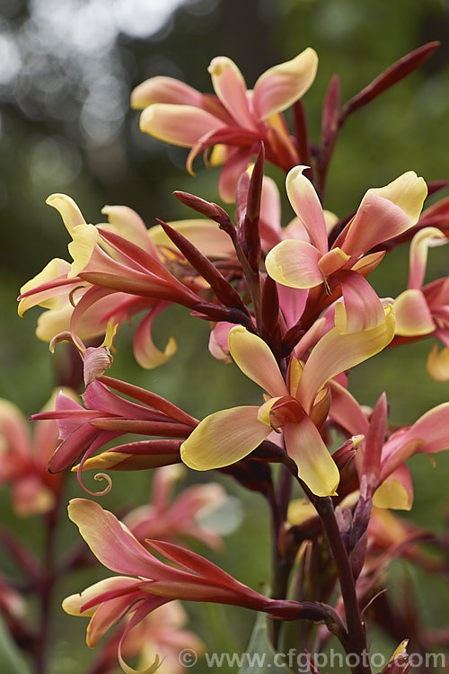 Canna glauca 'Panache', a very attractive simple-flowered canna that is a subtle combination of peach pink and creamy yellow 'Panache' grows to around 18m tall and has foliage with a slight glaucous tint. Order: Zingiberales, Family: Cannaceae